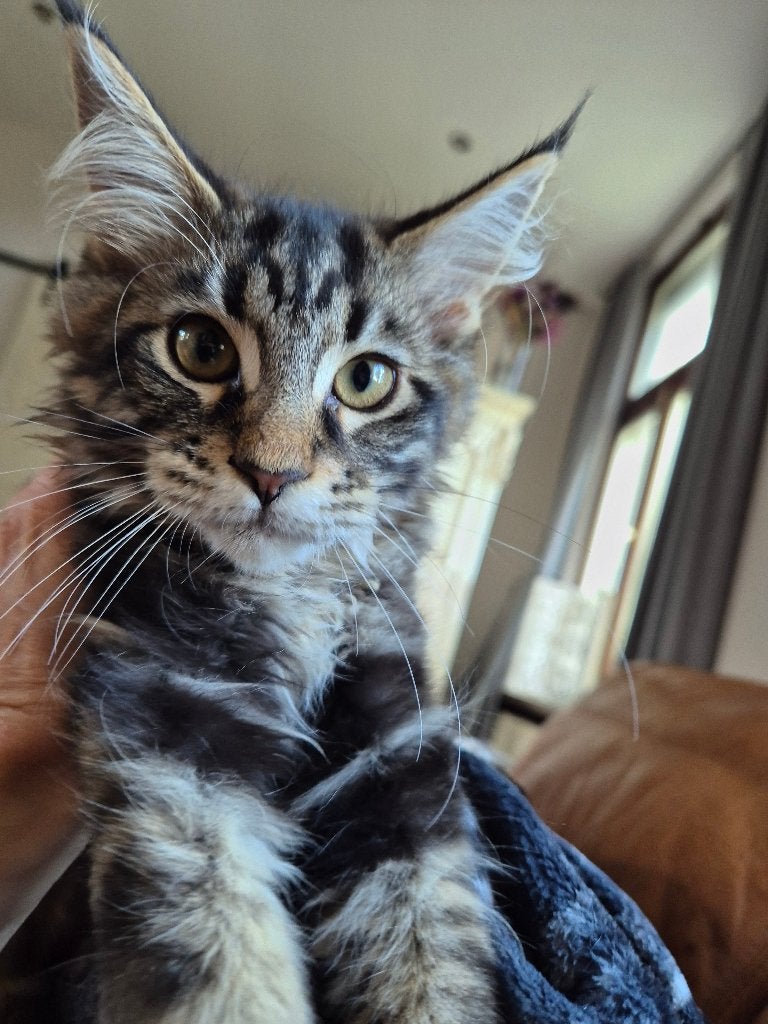 Maine coon girl, Poes, Ontwormd, 0 tot 2 jaar