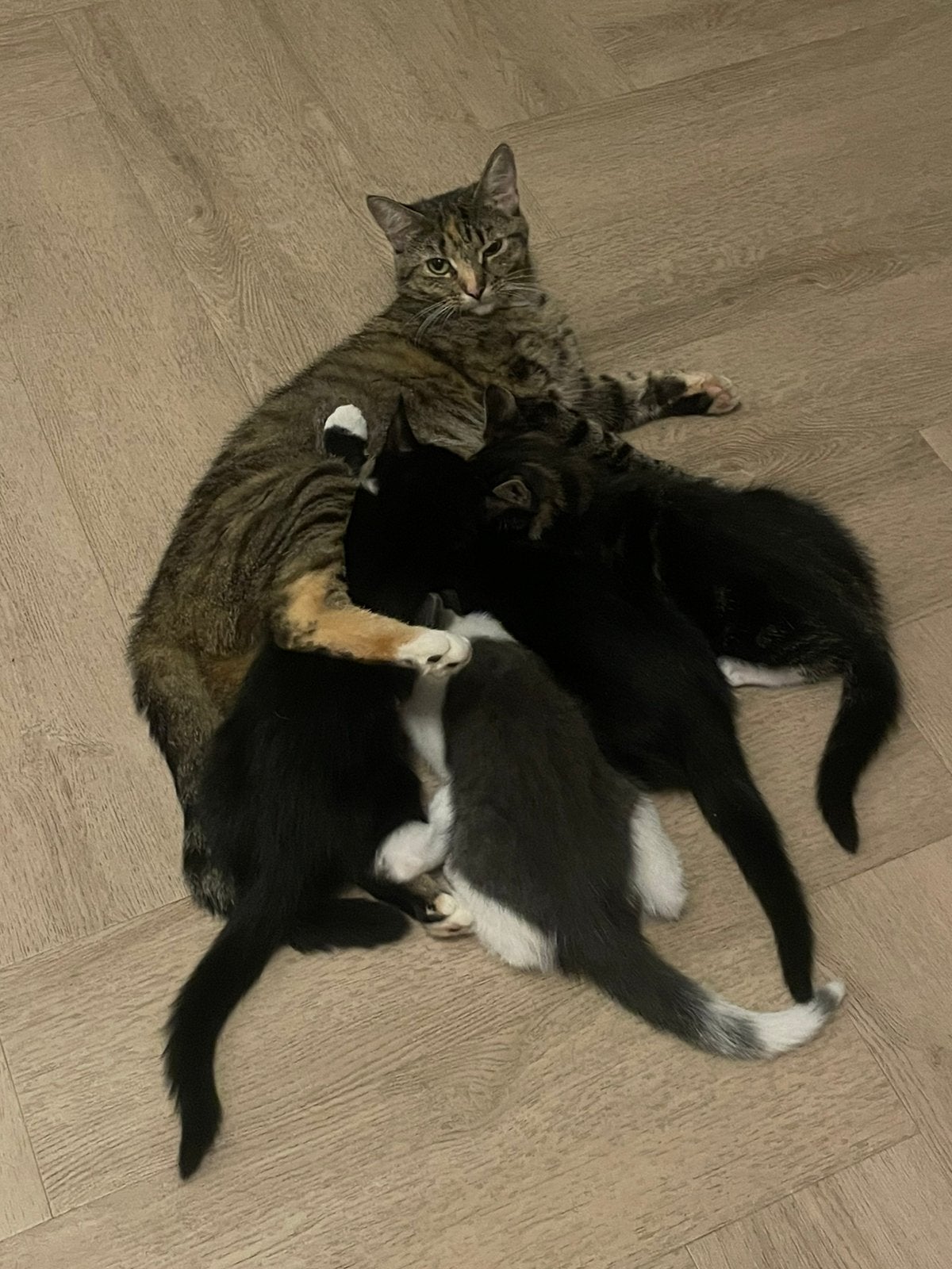 Allerliefste Rotterdamse kittens m/v, Meerdere dieren, Kortharig, 0 tot 2 jaar