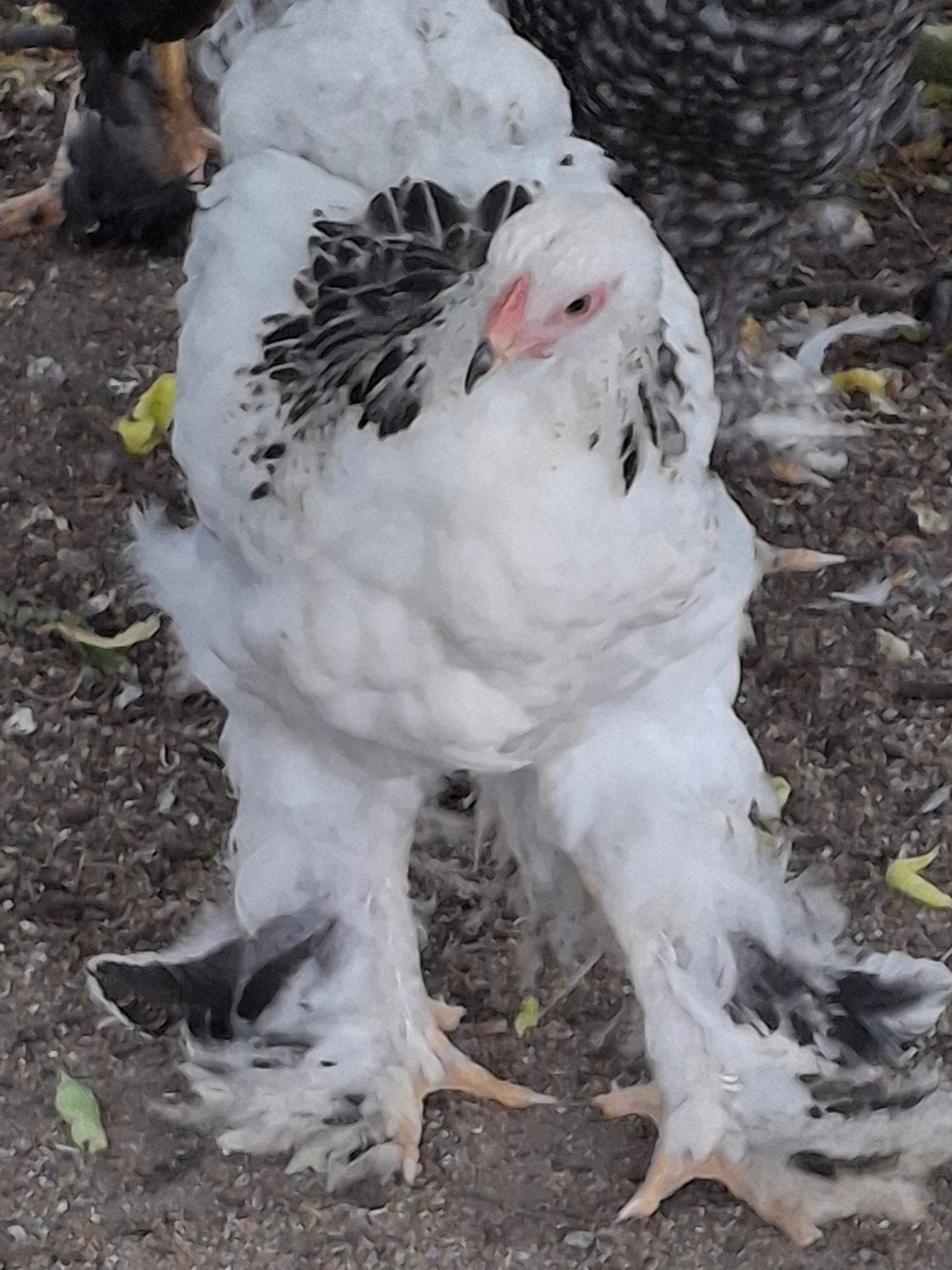 Te koop: nog enkele jonge brahma hanen,  groot soort!, Dieren en Toebehoren, Pluimvee, Mannelijk, Kip