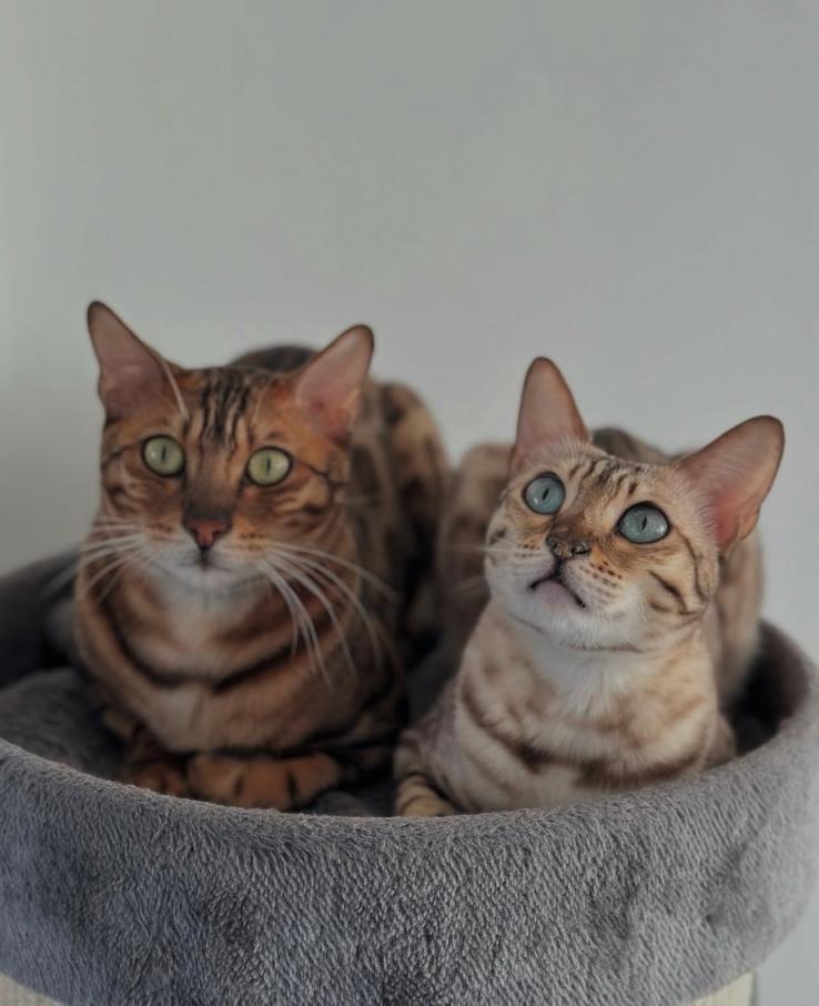 Lieve Bengaal kater en Bengaal snow mink poes, Meerdere dieren