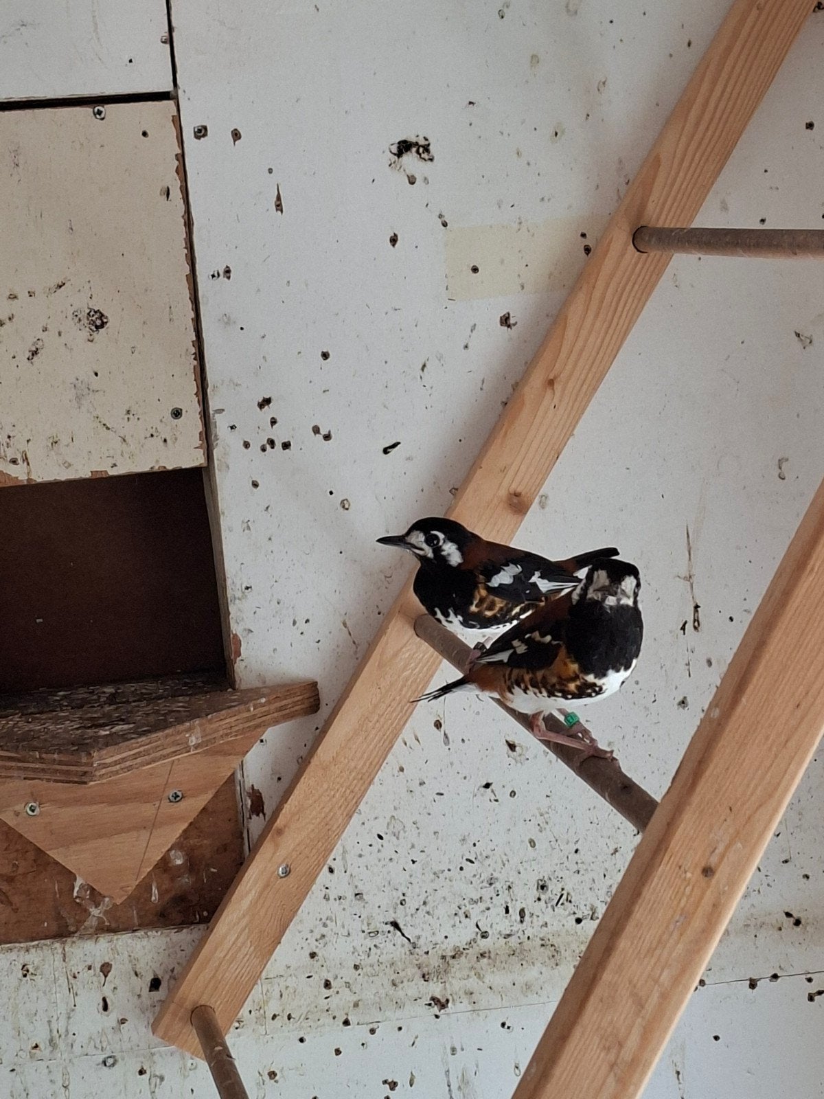 1-1 Kastanjeruglijsters met DNA, Dieren en Toebehoren, Vogels | Overige Vogels, Meerdere dieren