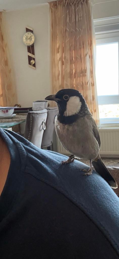 Buulbuul, Dieren en Toebehoren, Mannelijk, Wildzangvogel, Geringd
