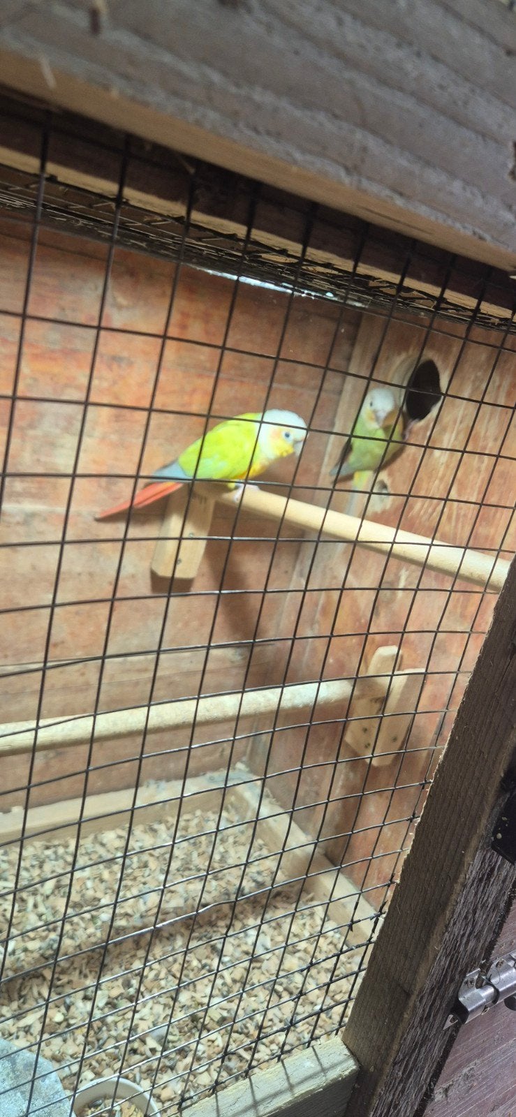 koppel pyrrhura s mint suncheeck, Meerdere dieren, Parkiet