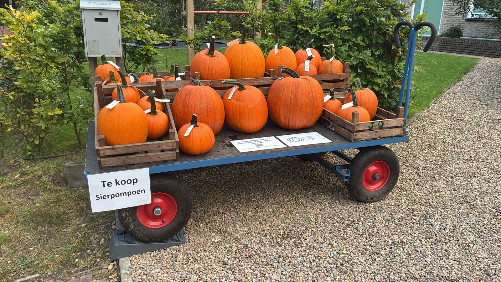 Verse Sierpompoenen te Koop - Perfect voor Herfstdecoratie, Ophalen, Overige soorten