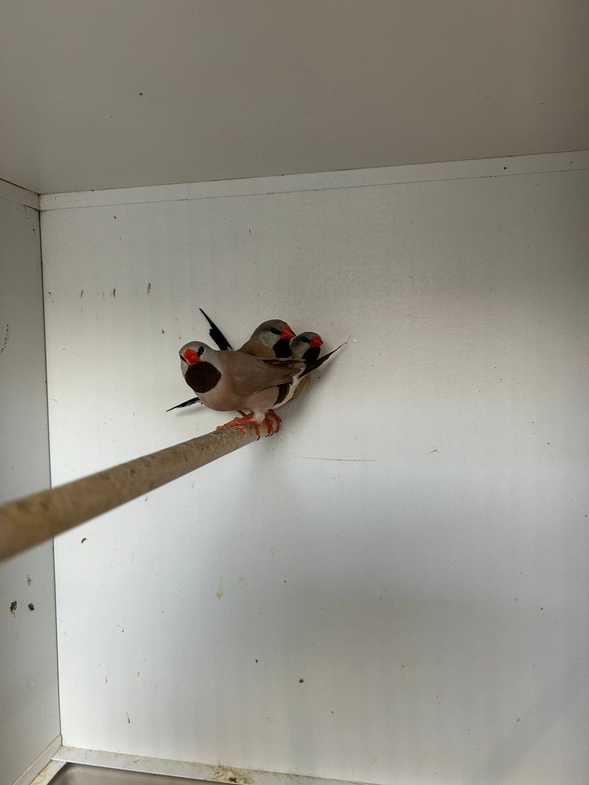 Spitsstaartamadine, Dieren en Toebehoren, Meerdere dieren