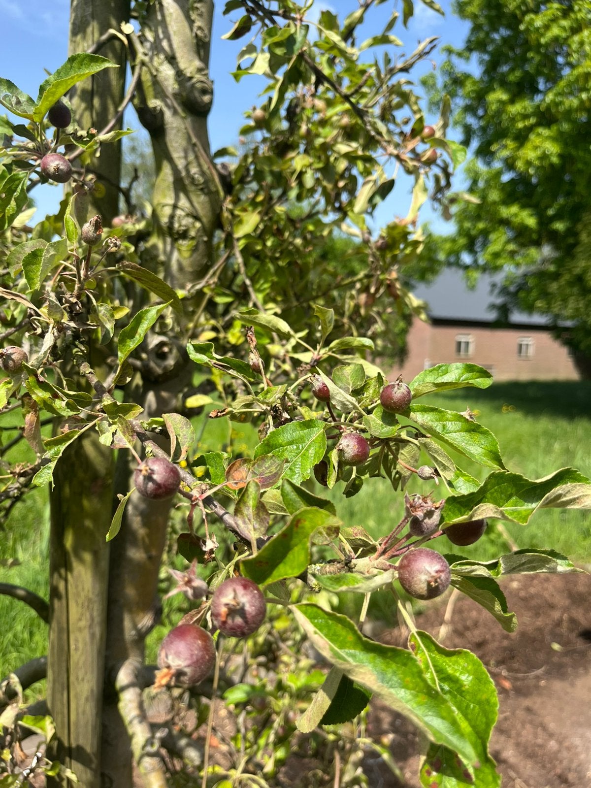Oude appelboom, Lente, In pot, Ophalen of Verzenden, Appelboom