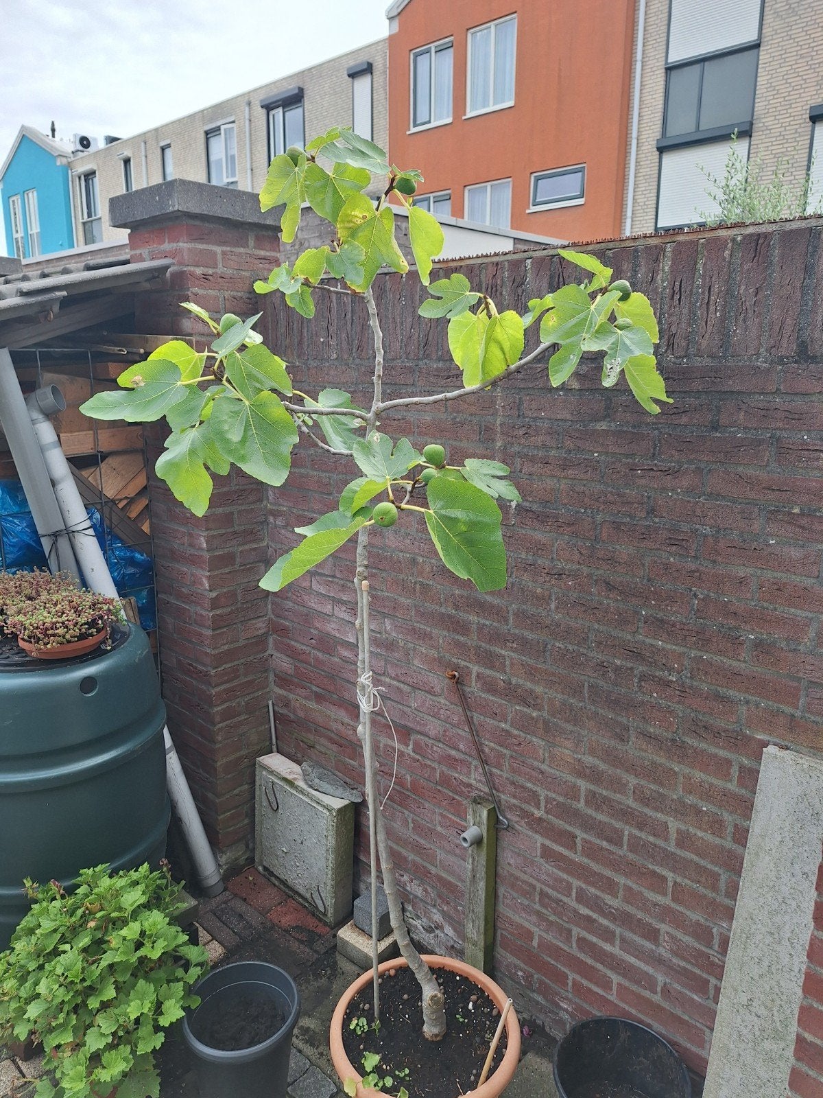 vijgenboom geeft elk jaar vijgen, Tuin en Terras, Ophalen, 100 tot 250 cm, Vijgenboom, Lente