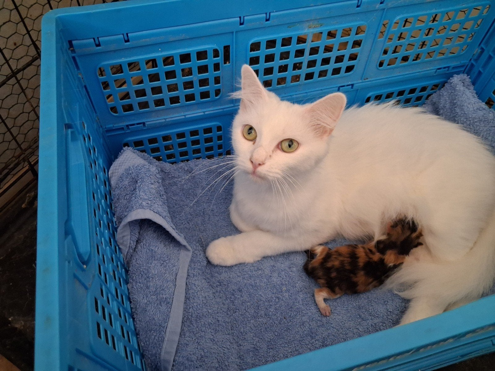 Te reserveren 1 100% raszuiver turkse angora kitten poesje, Dieren en Toebehoren, Poes, Ontwormd