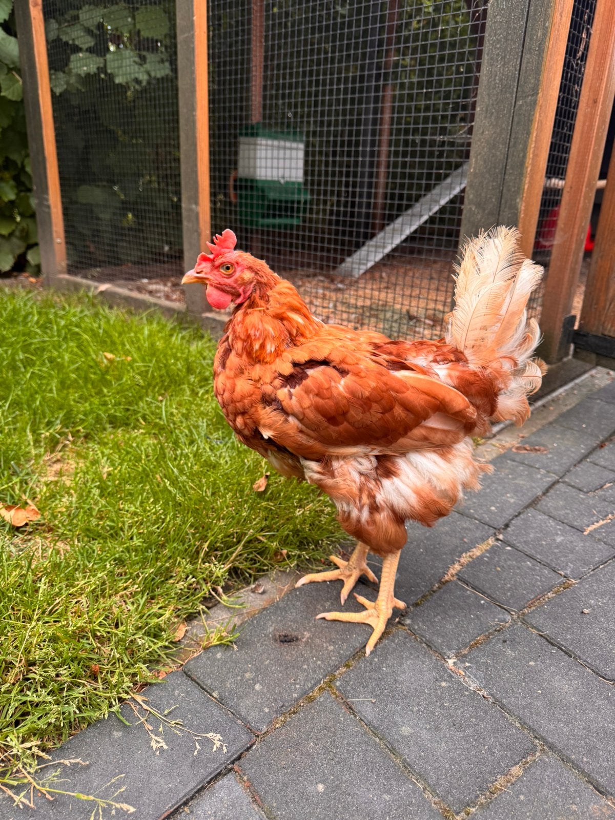 Kip gratis, Dieren en Toebehoren, Pluimvee, Vrouwelijk, Kip