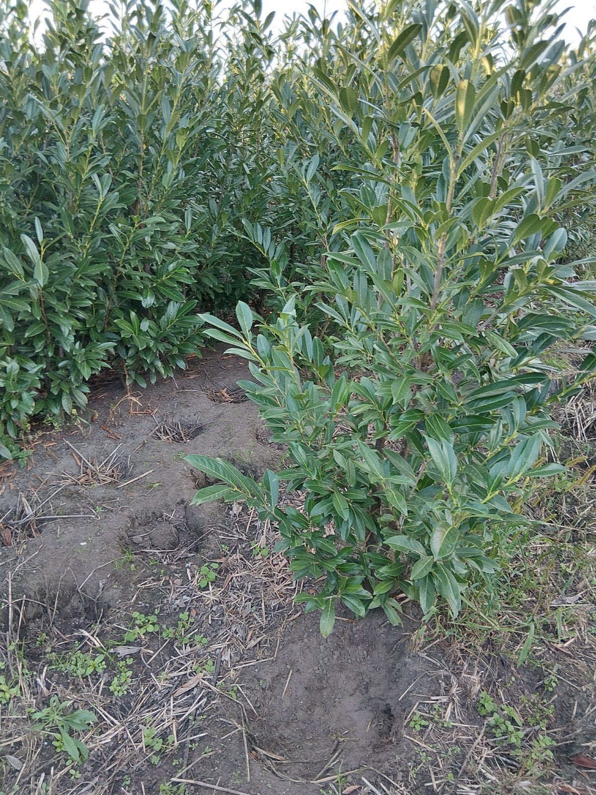 laurier prunus caucasichca, Ophalen, Laurier, Haag, 100 tot 250 cm