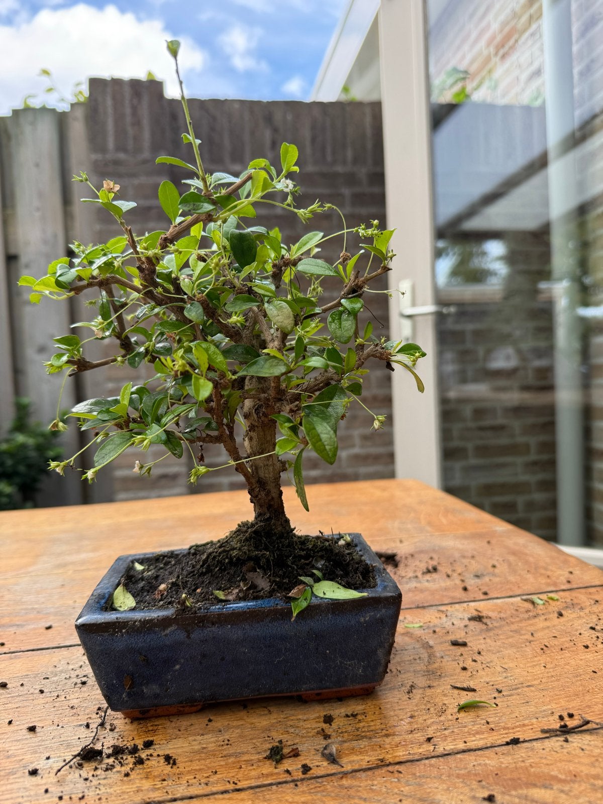 Mooie Bonsai Carmona in pot, Huis en Inrichting, Kamerplanten, In pot, Minder dan 100 cm, Bloeiende kamerplant, Bonsai