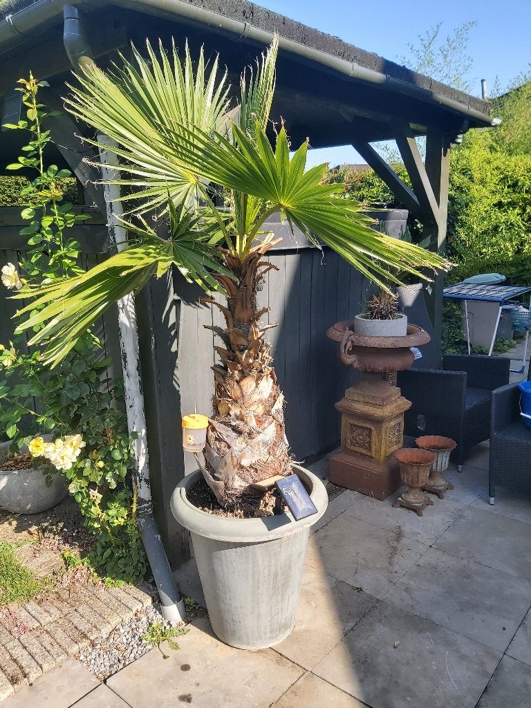 Palmboom, Volle zon, Vaste plant, Bloeit niet, Ophalen
