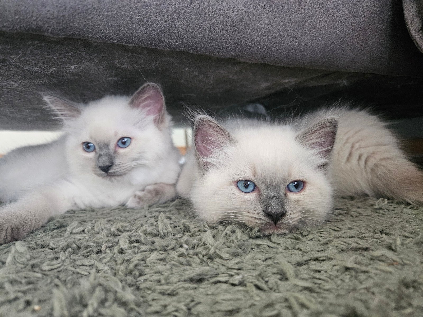 Razuivere Ragdoll blue point poesjes💚, Meerdere dieren, Gechipt, 0 tot 2 jaar