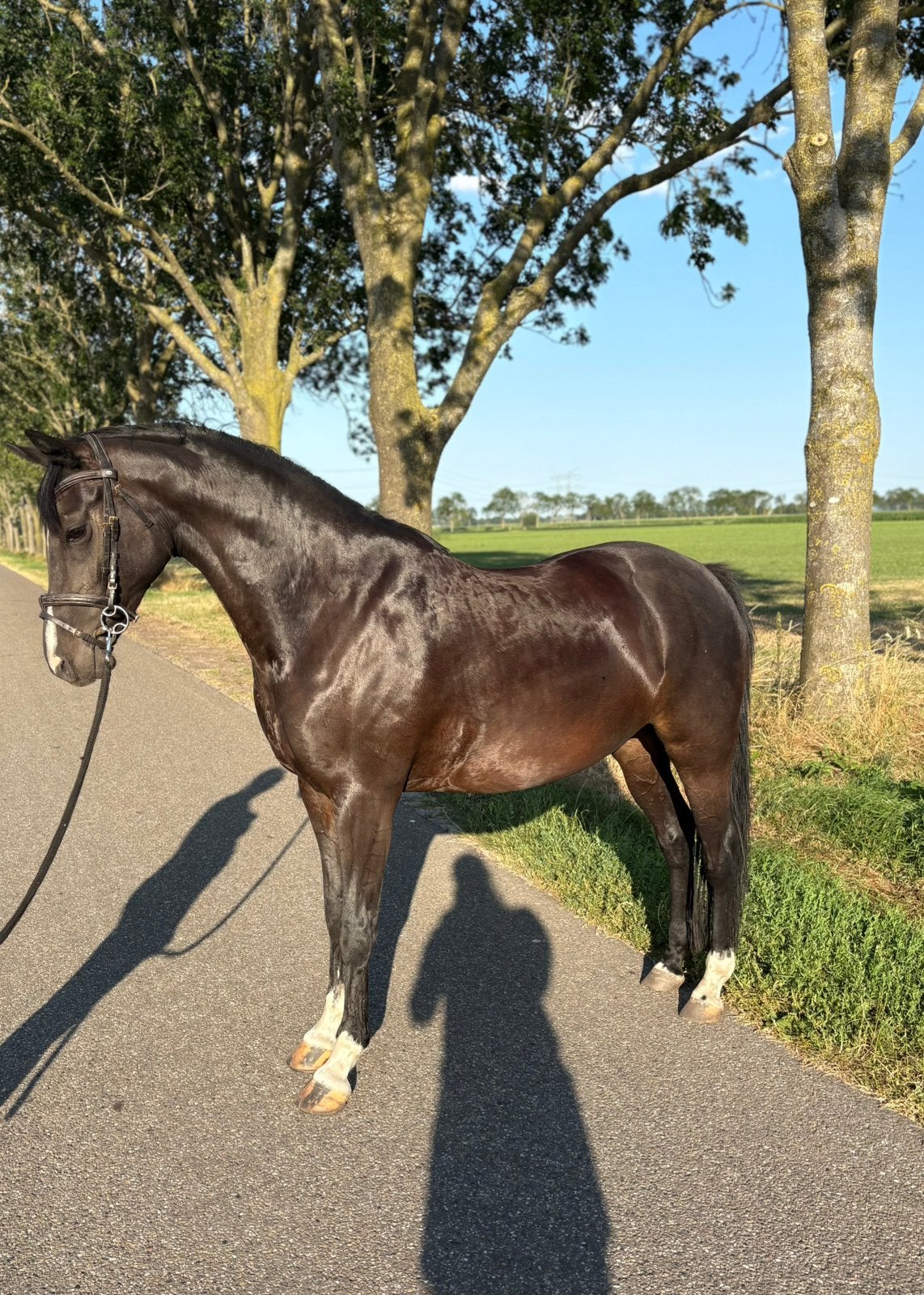 Super brave wedstrijd- en kinderpony!!, Merrie, Met stamboom, L, 11 jaar of ouder