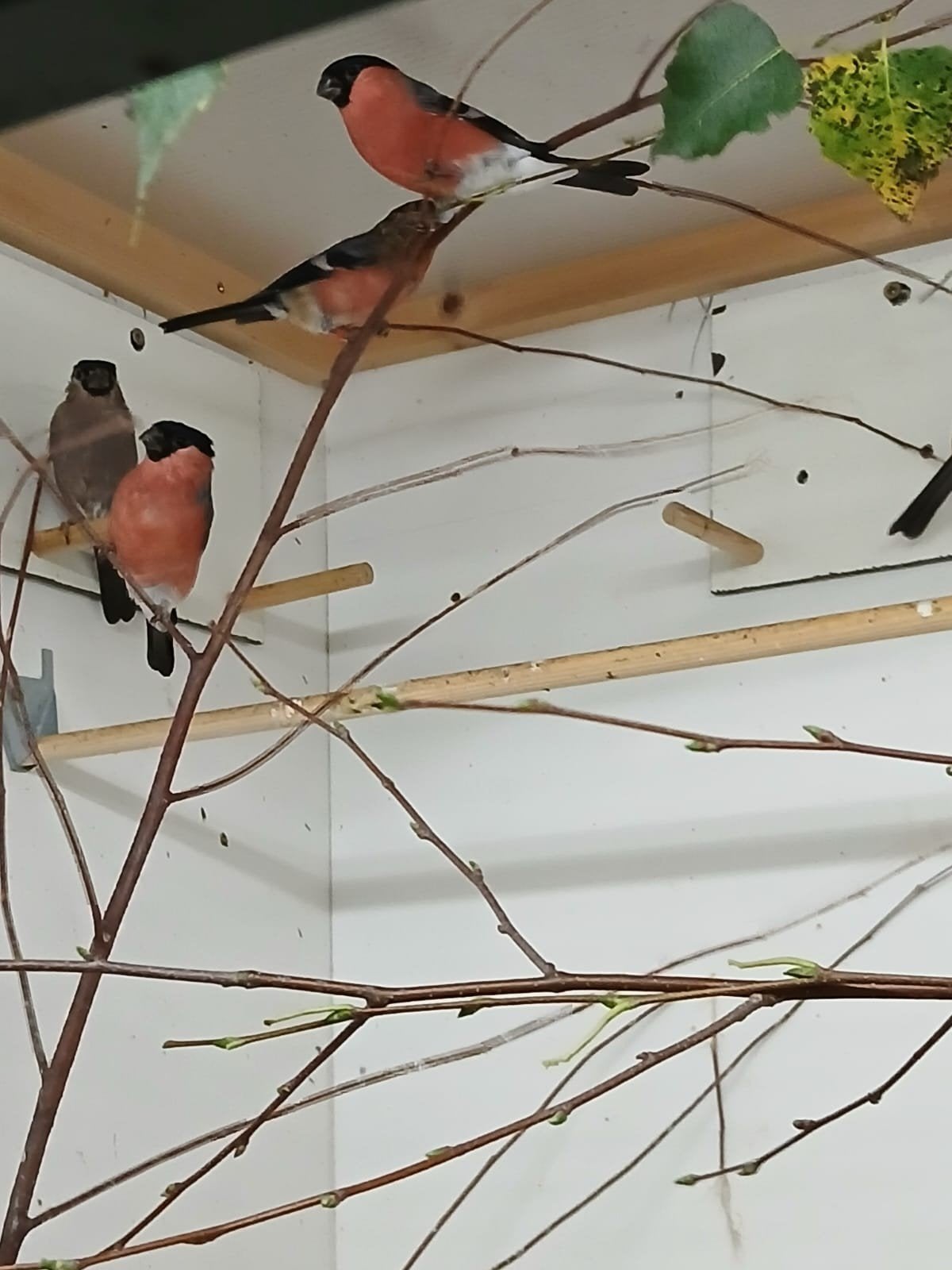Goudvink man europese, Dieren en Toebehoren, Vogels | Overige Vogels