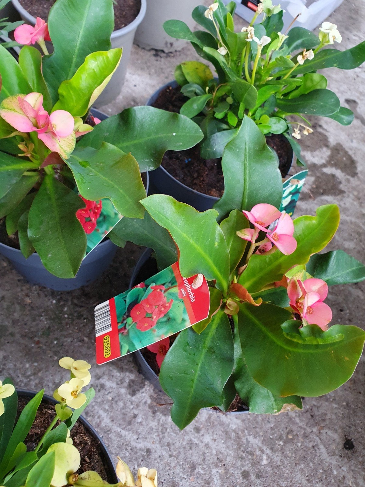 Euphorbia Milii (Christusdoorn) - Diverse Kleuren, Ophalen