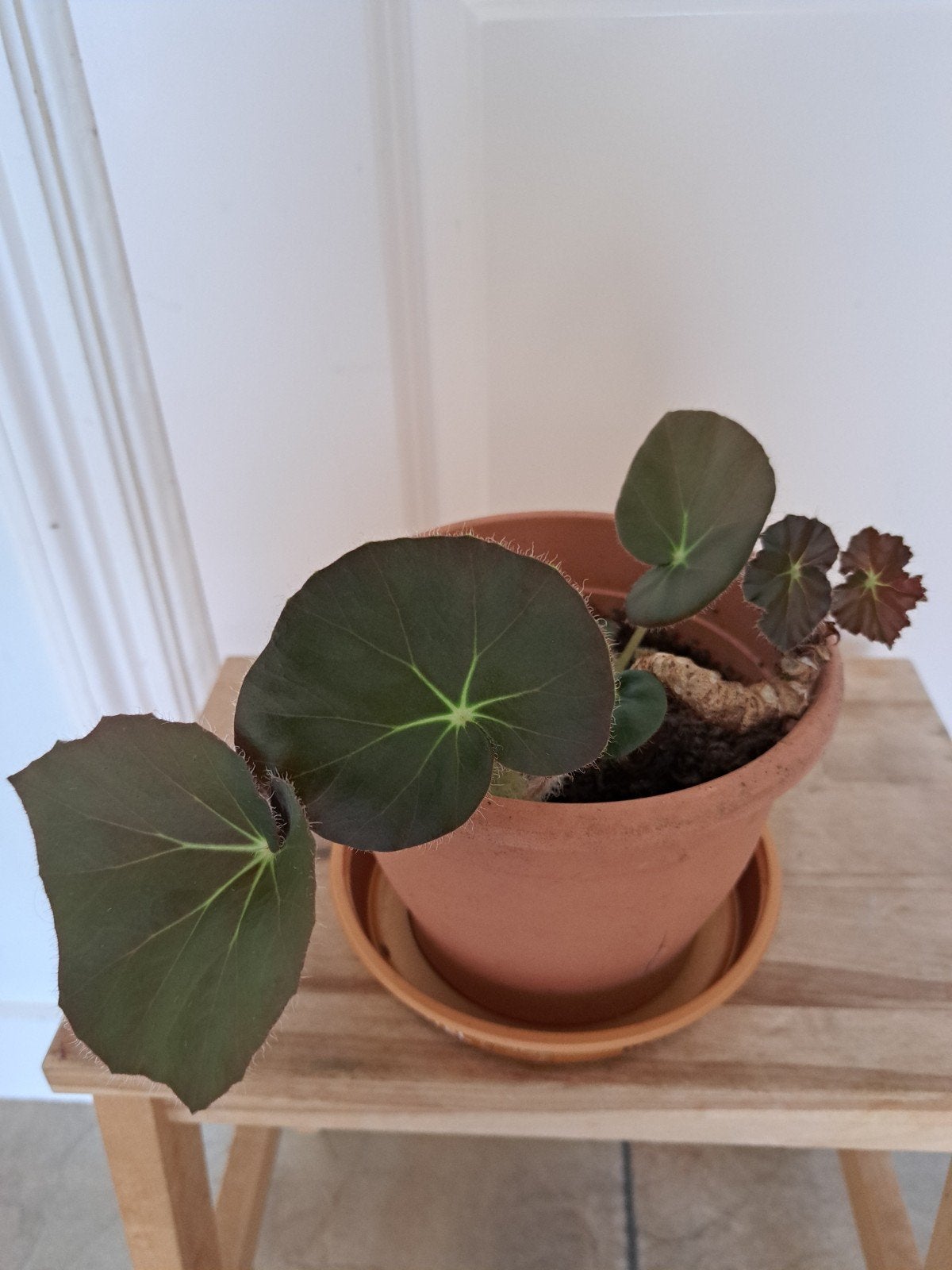 jonge begonia, gemakkelijke plant, Ophalen, Halfschaduw, Minder dan 100 cm