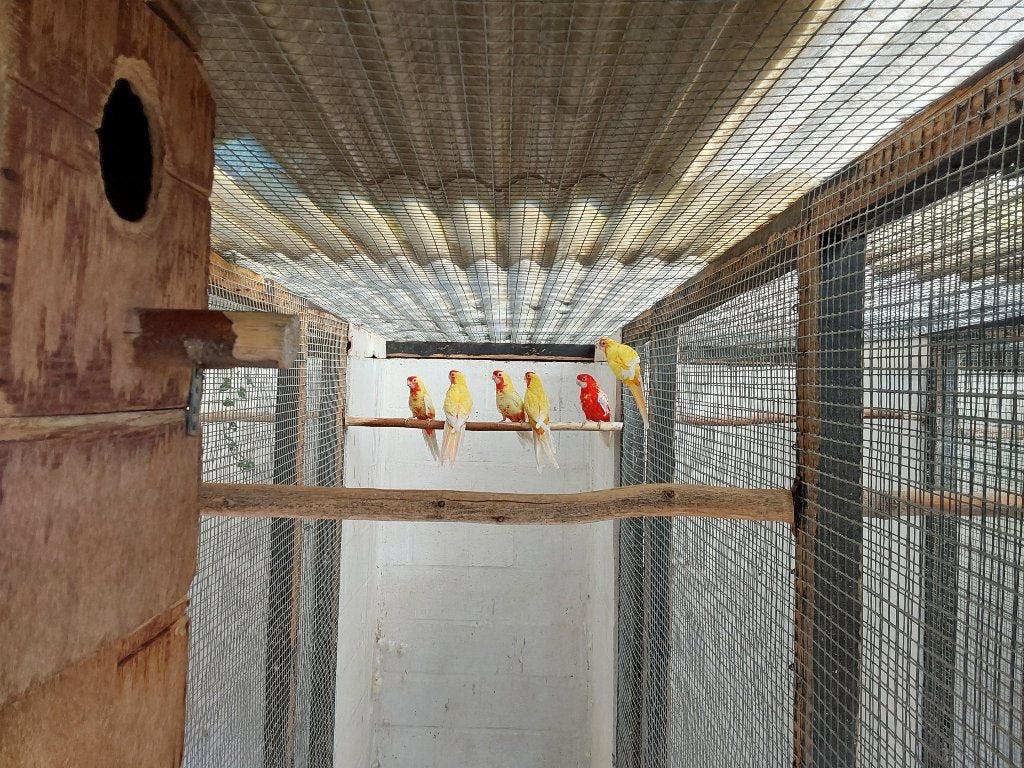 Jonge koppels.pennant.strogeel.kakariki en kwk berg.barraban, Meerdere dieren, Parkiet
