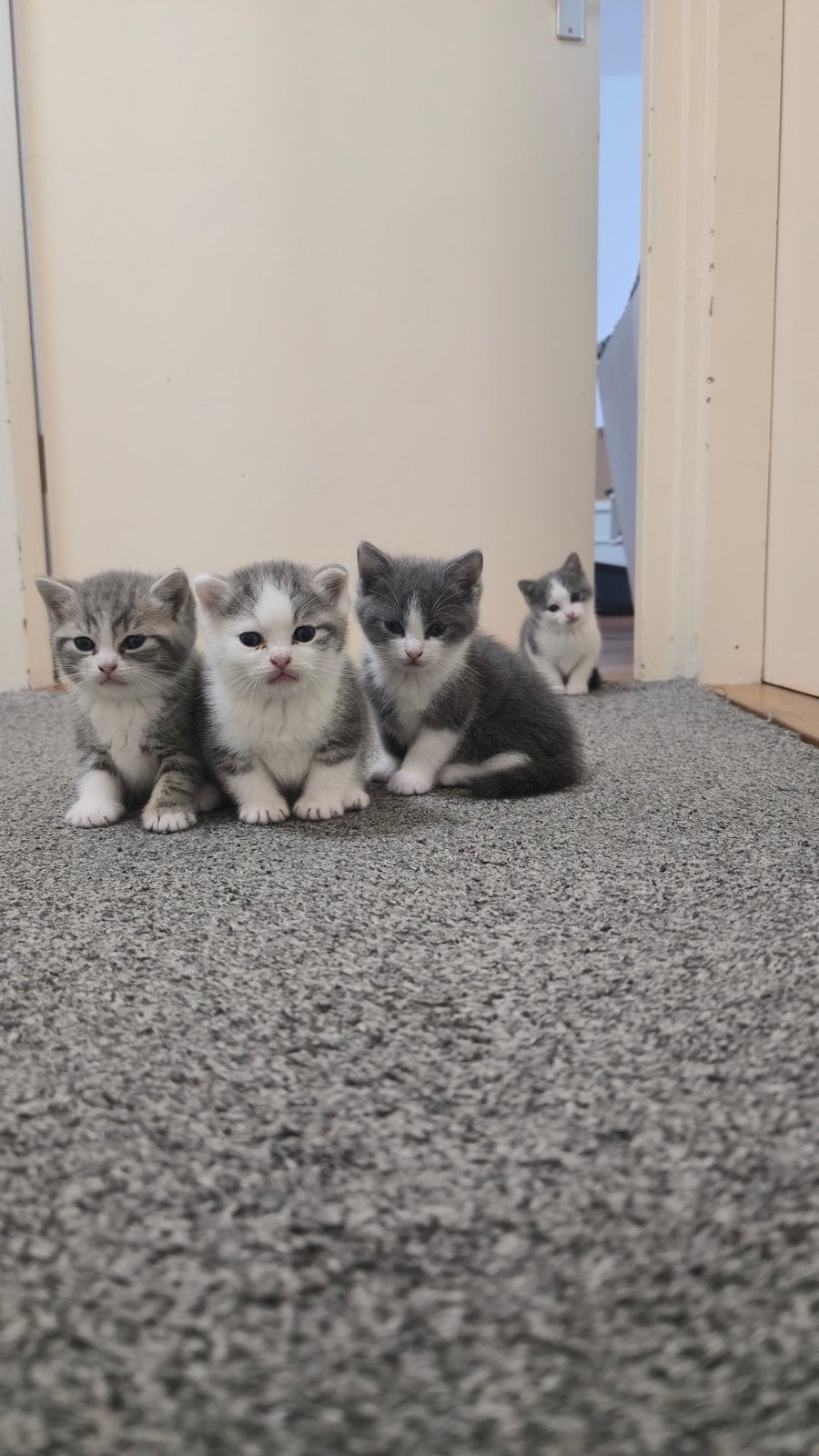 Mooi Britse kitten, Kater