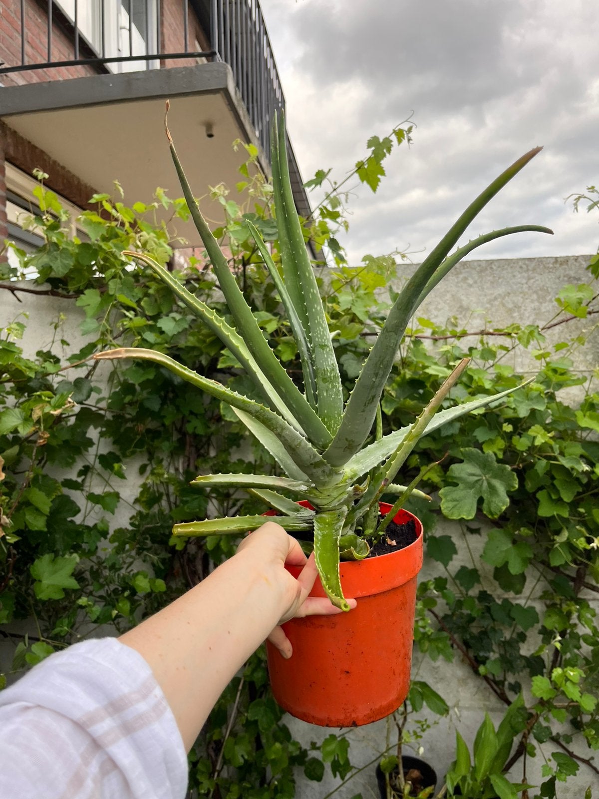 Aloe Vera — Aloe vera — Mature Plant with Pups — Bio, Ophalen of Verzenden, Overige soorten, Halfschaduw