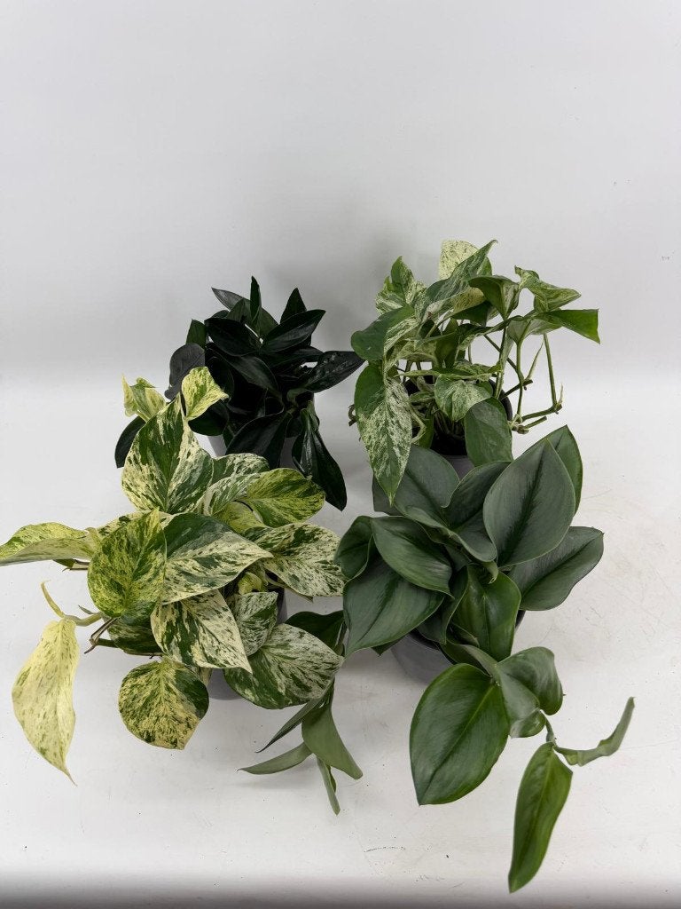 Leuke kamerplanten pot 12cm in grijze stene deco pot, Ophalen, Overige soorten, Halfschaduw, In pot