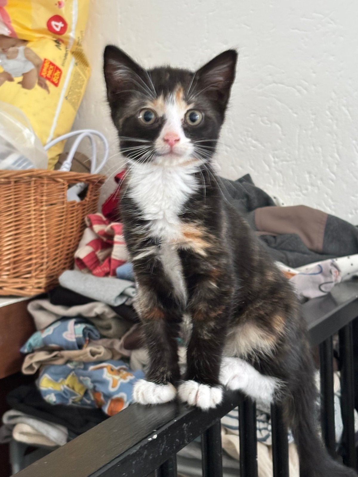 Kittens, Kater