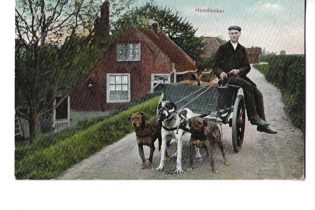 hondenkar  hond  melk  uitg weenink  1905?, Verzenden, Voor 1920, Gelopen, Voertuig