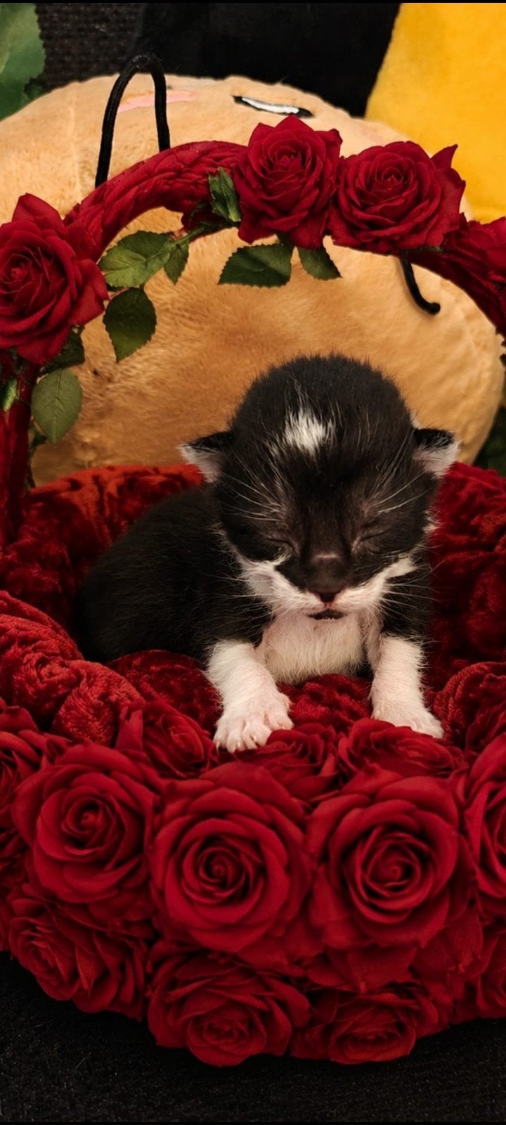 6 knappe kittens geboren, Meerdere dieren