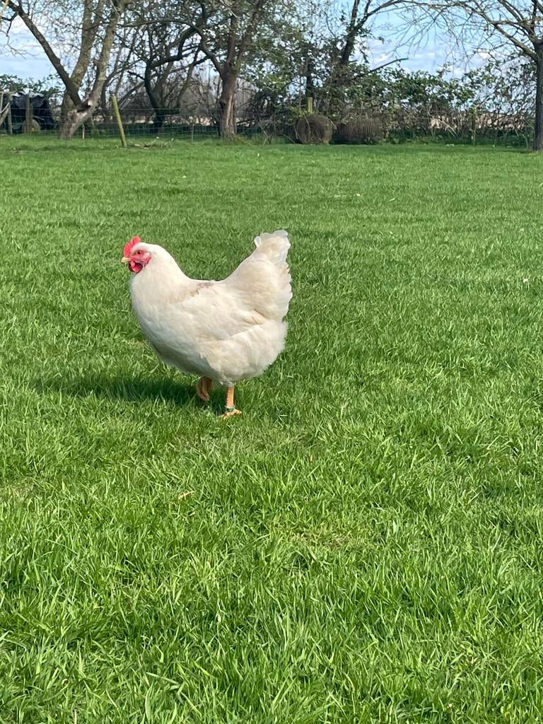 4 mooie witte barnavelders, Dieren en Toebehoren, Pluimvee