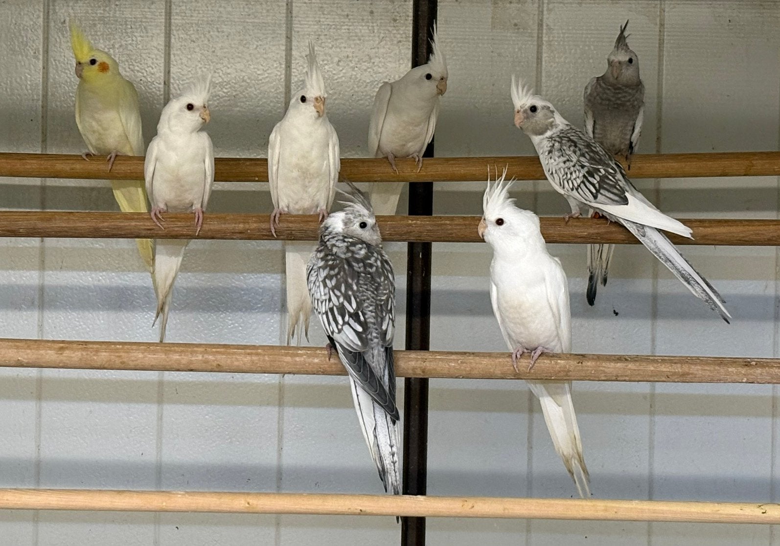 Te koop Valkparkieten, Dieren en Toebehoren, Meerdere dieren, Parkiet, Geringd