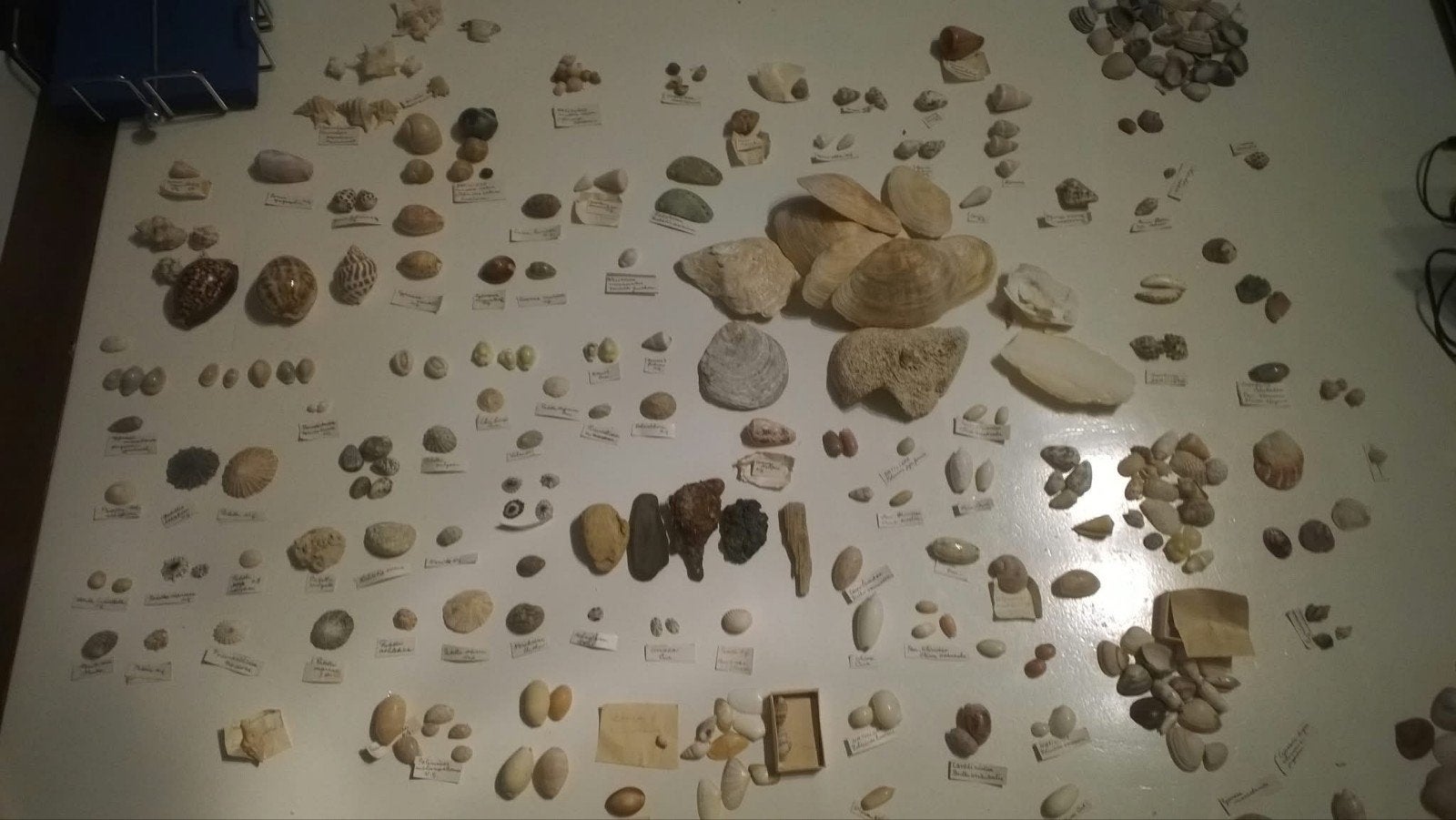 Grote collectie schelpen en fossielen, Ophalen of Verzenden, Zo goed als nieuw