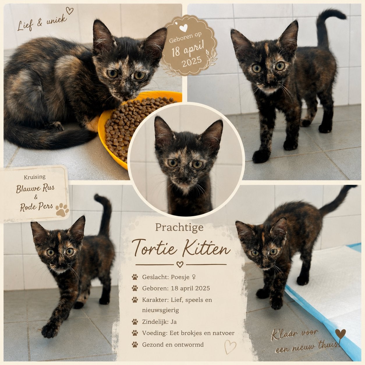2 poesjes zoeken een for ever home, Poes, Kortharig, 0 tot 2 jaar