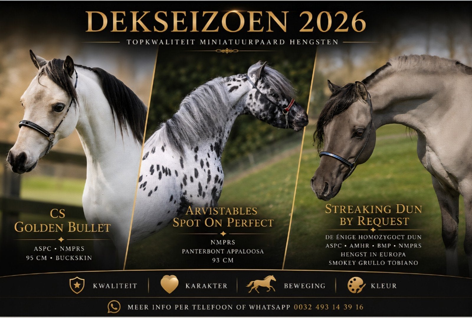 3 aparte minipaard hengsten ter dekking, Hengst