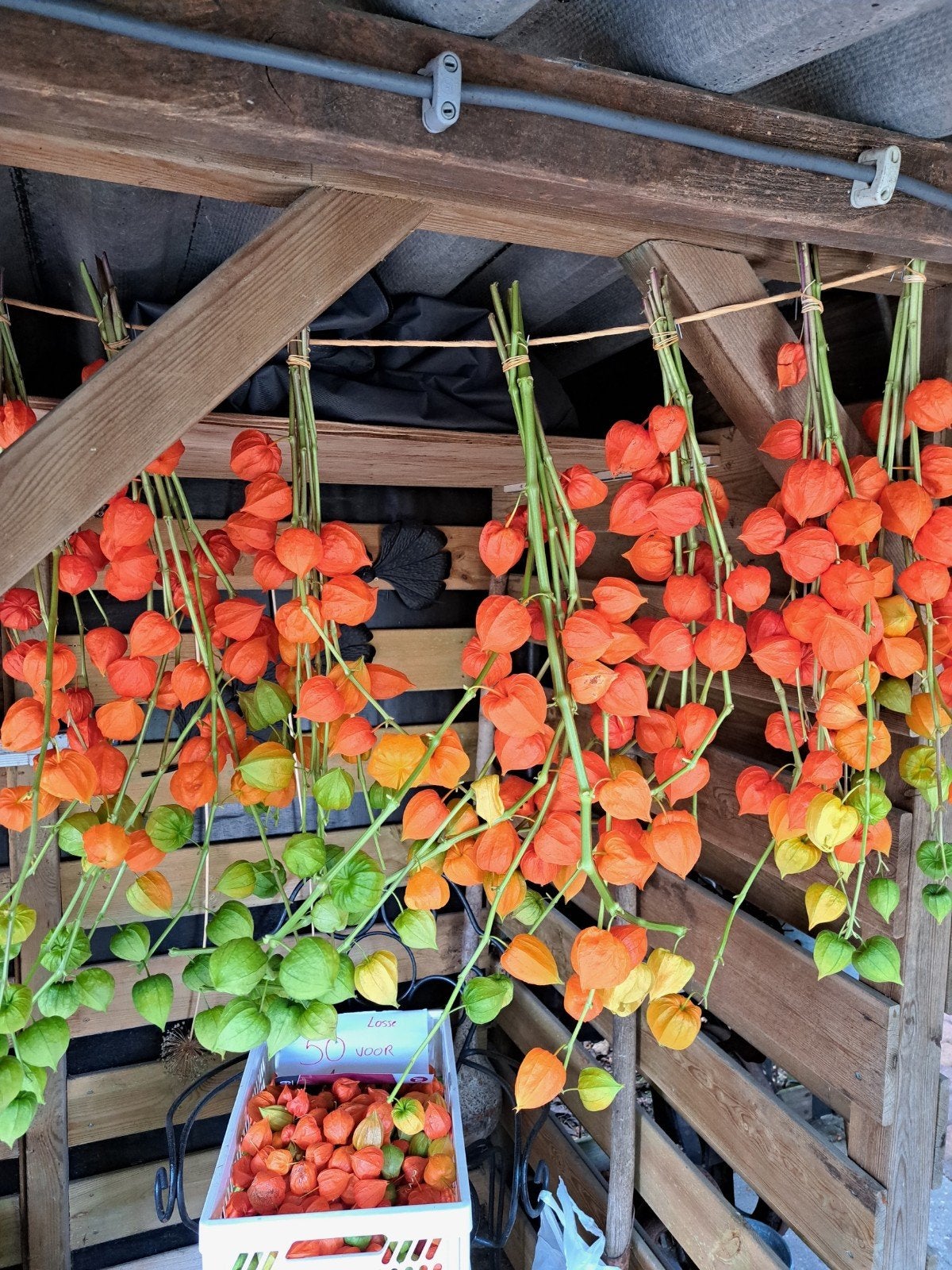 physalis lampionnen bloemen, Minder dan 3 m³, Ophalen of Verzenden