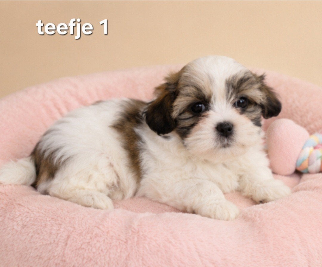 Super mooie gezonde boomerpups. Maltezer maal shih tzu, Parvo, Overige rassen, 8 tot 15 weken, Meerdere