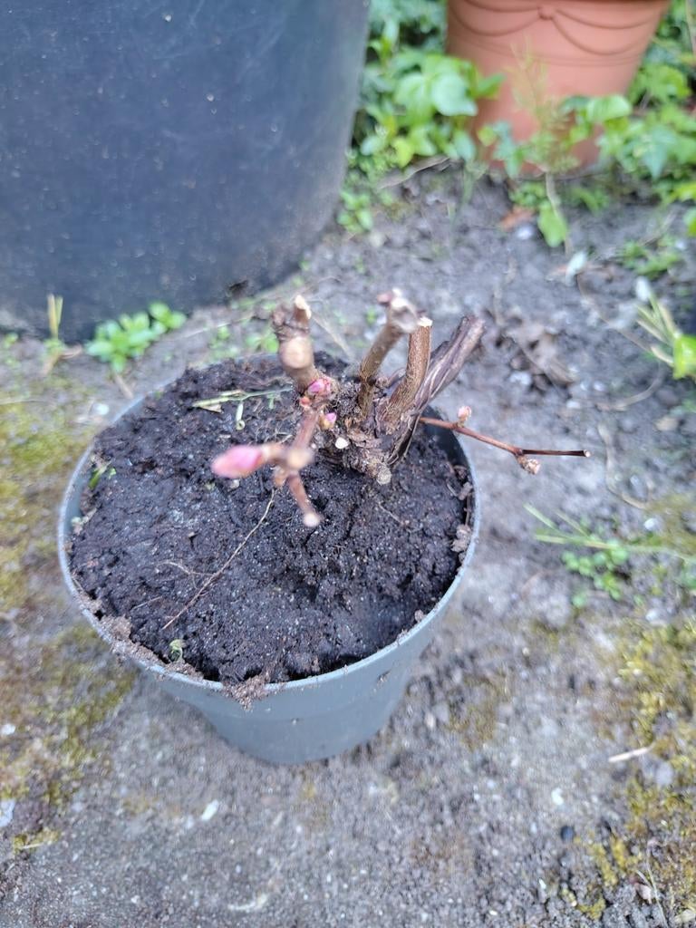 GERESERVEERD - Gratis druiven stek, Ophalen, Vaste plant, Fruitplanten, Volle zon