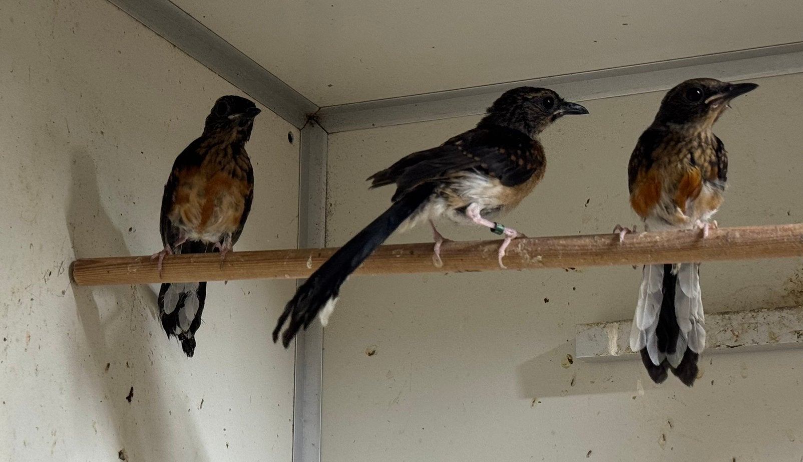 Schamalijsters, Meerdere dieren, Geringd
