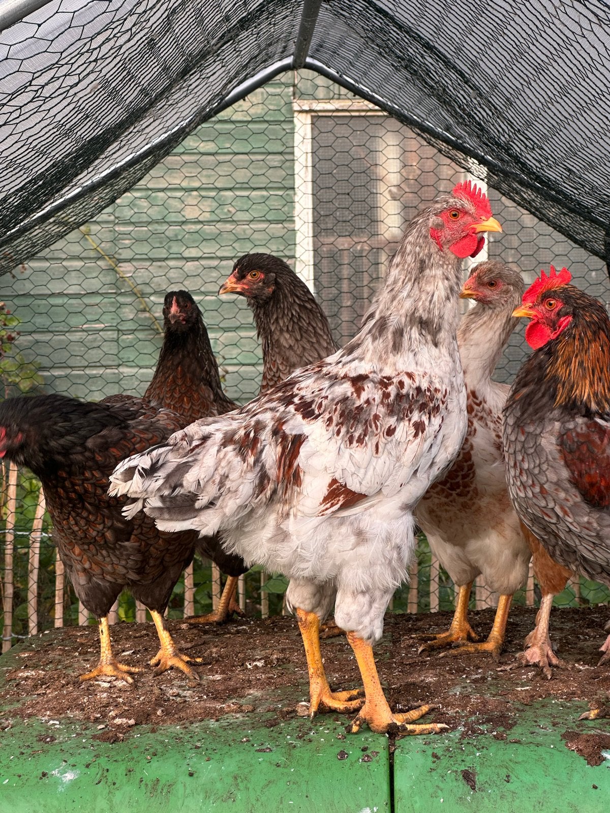 Twee hanen gratis af te halen., Dieren en Toebehoren, Pluimvee, Mannelijk, Kip