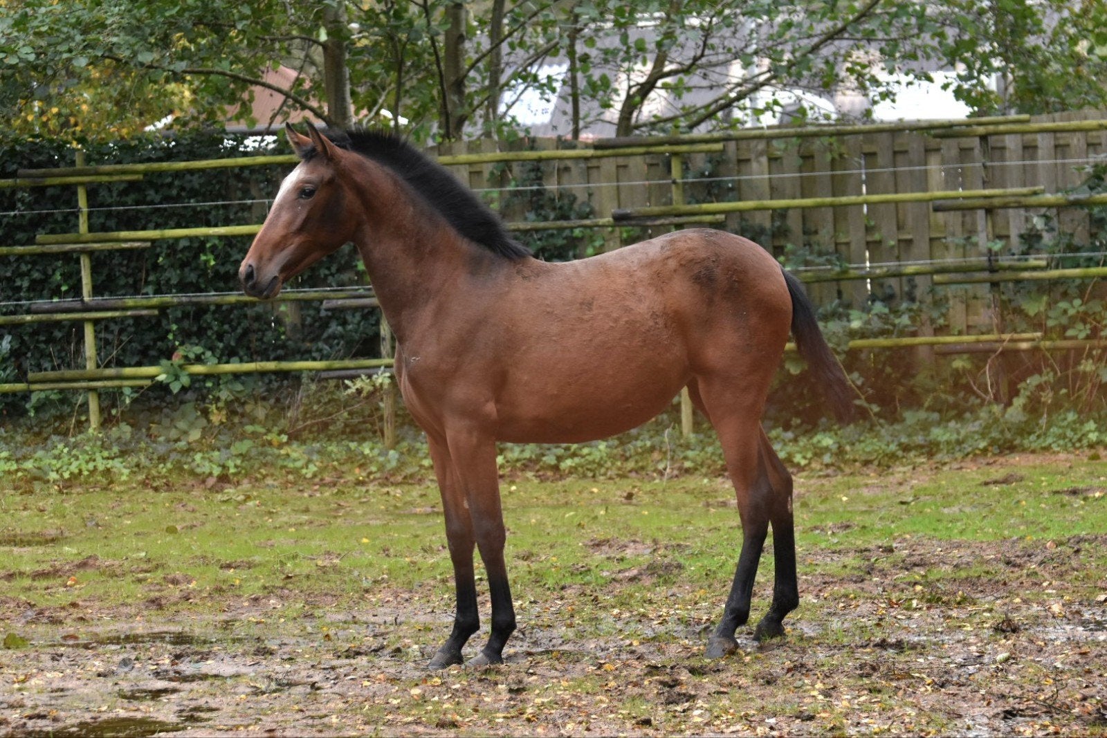 2 jonge pre paarden, Dieren en Toebehoren, Dressuurpaard, 0 tot 2 jaar