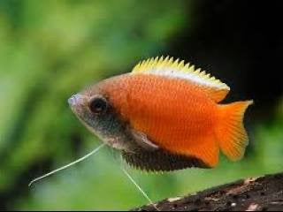 honinggoerami man aquarium vis gourami, Vis, Zoetwatervis