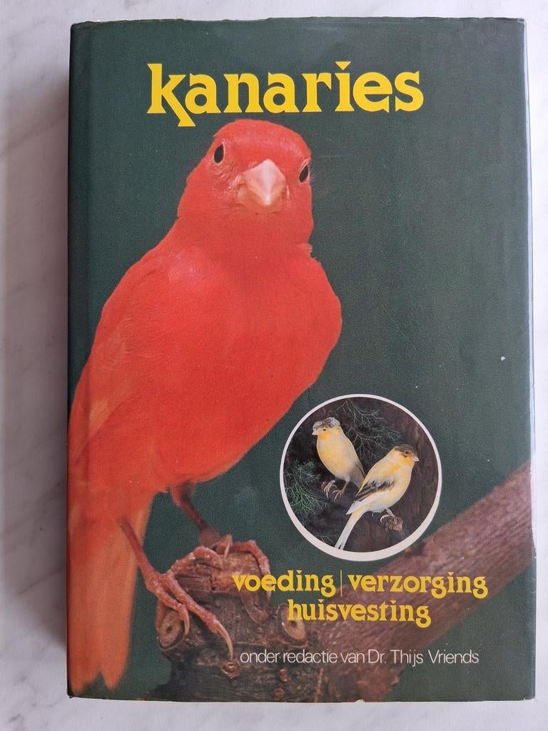 KANARIES   voeding / verzorging / huisvesting, Dieren en Toebehoren, Vogels | Kanaries, Meerdere dieren, Kleurkanarie