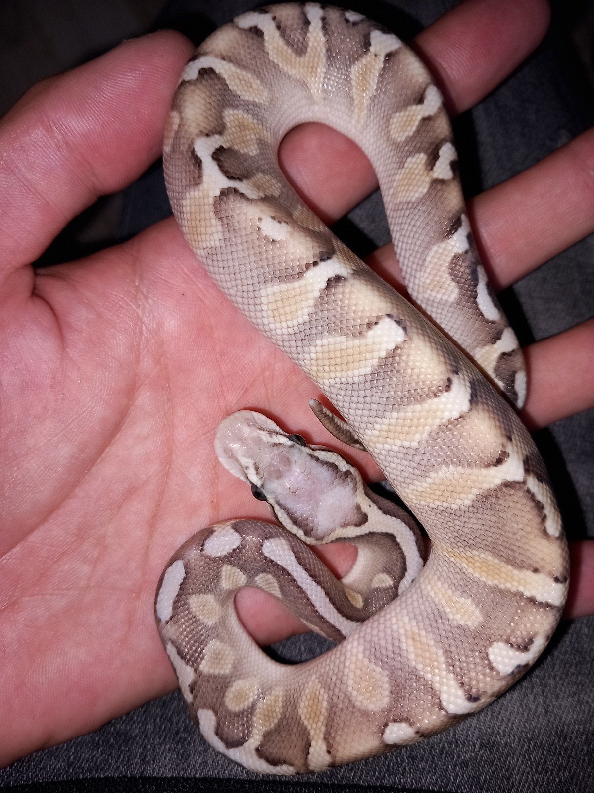 python regius, koningspython, ballpython nk26 Ball Python - male for sale from Serpentum viridis