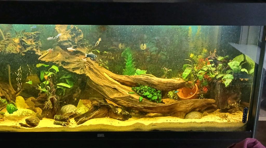Aquarium visjes gezocht, Vis