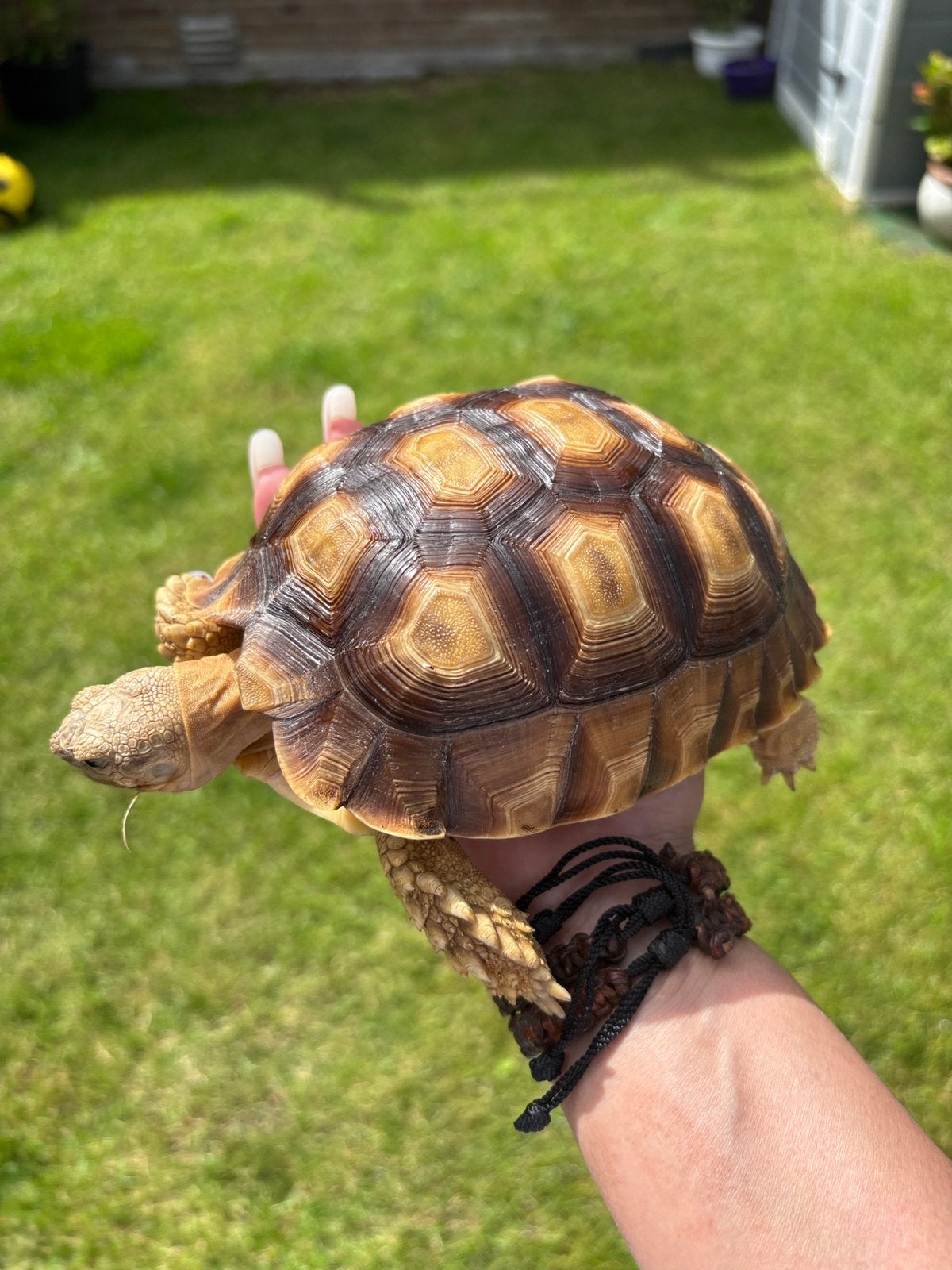 Gezonde en mooie sulcata Schilpad, Schildpad