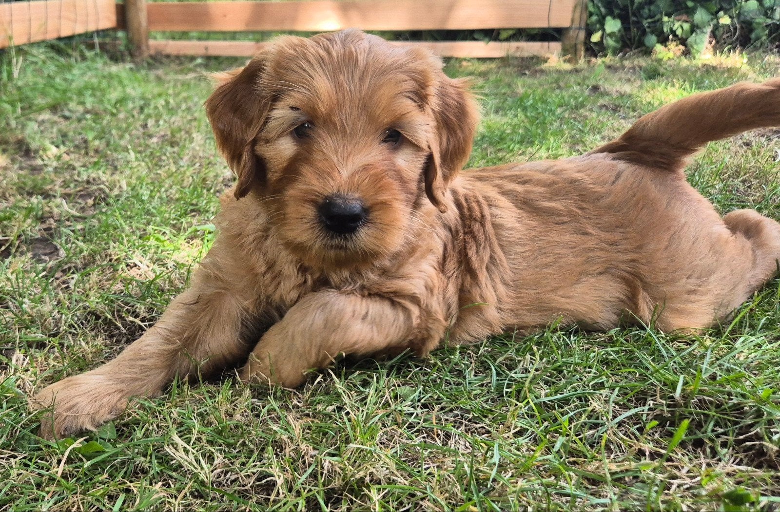 labradoodle pups abrikooskleur, Dieren en Toebehoren, Honden | Retrievers, Spaniëls en Waterhonden, Overige rassen, 8 tot 15 weken