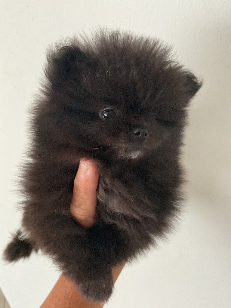 Prachtige pomeranian pups!!!️, Dieren en Toebehoren, Parvo, Keeshond, 8 tot 15 weken, Meerdere