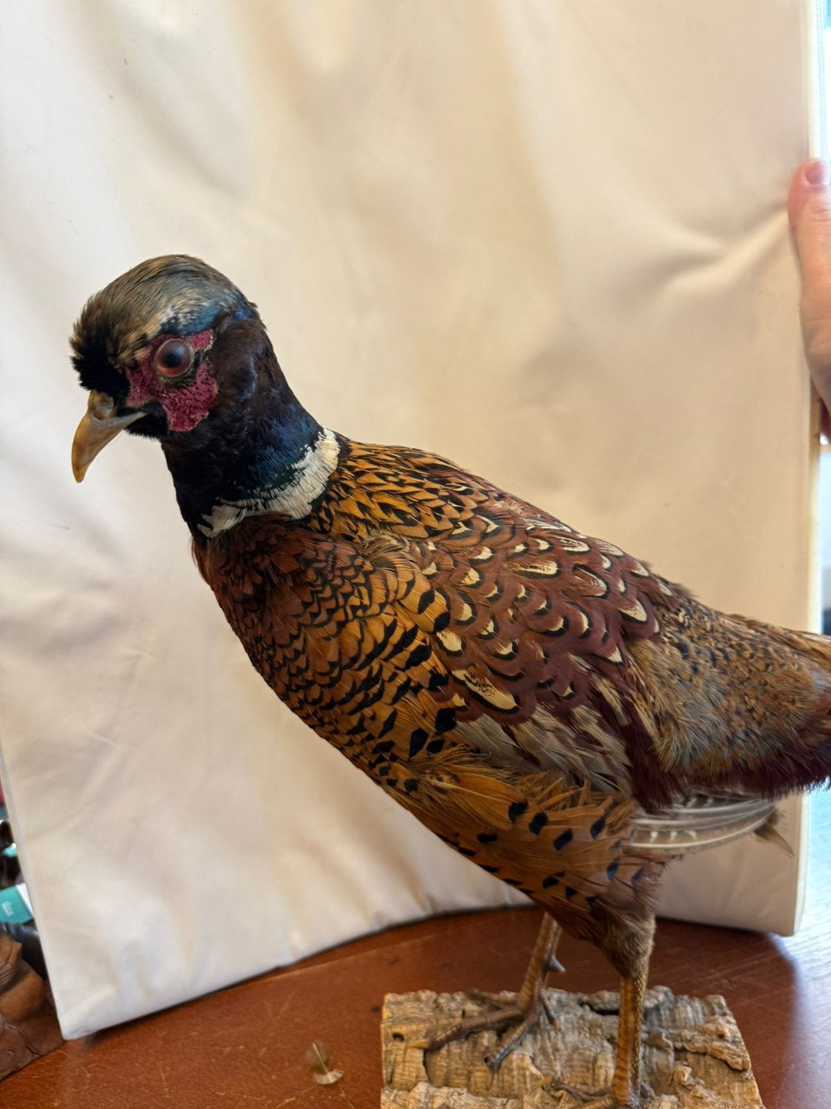 Fazantenhaan, Ophalen of Verzenden, Nieuw, Vogel, Opgezet dier