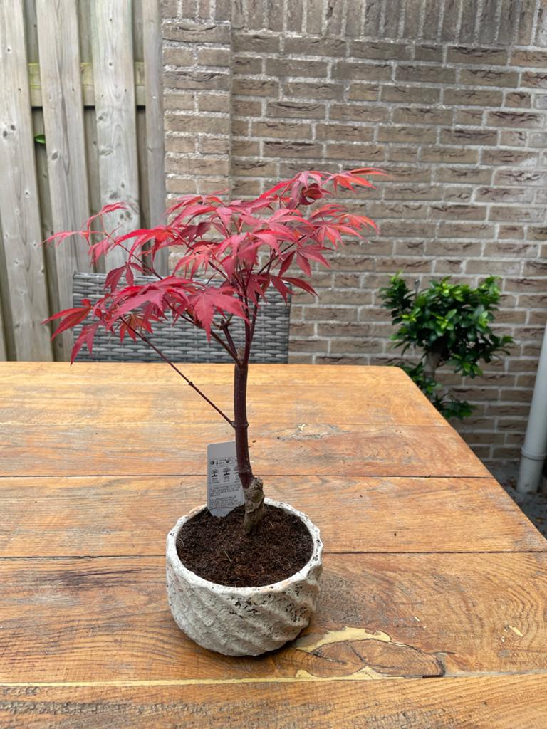 broom bonsai Bonsaify main image 1