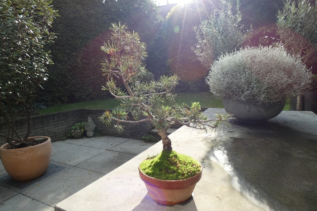 Bonsai Pinus Parviflora, In pot, Bloeit niet, Halfschaduw, Minder dan 100 cm