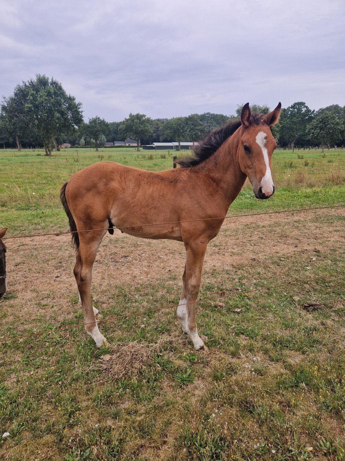 Hengst veulen Drummer x Dakar x  Elcaro x Purioso x Joost, Dieren en Toebehoren, Paarden, Springpaard, Minder dan 160 cm, Met stamboom